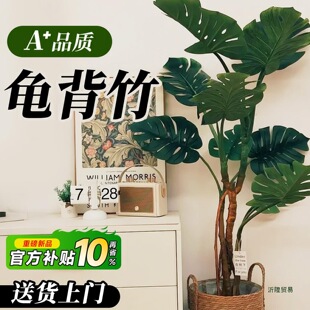 龟背竹客厅大盆栽老桩大叶室内大型落地绿植物感懒人好养盆景-阿里巴巴