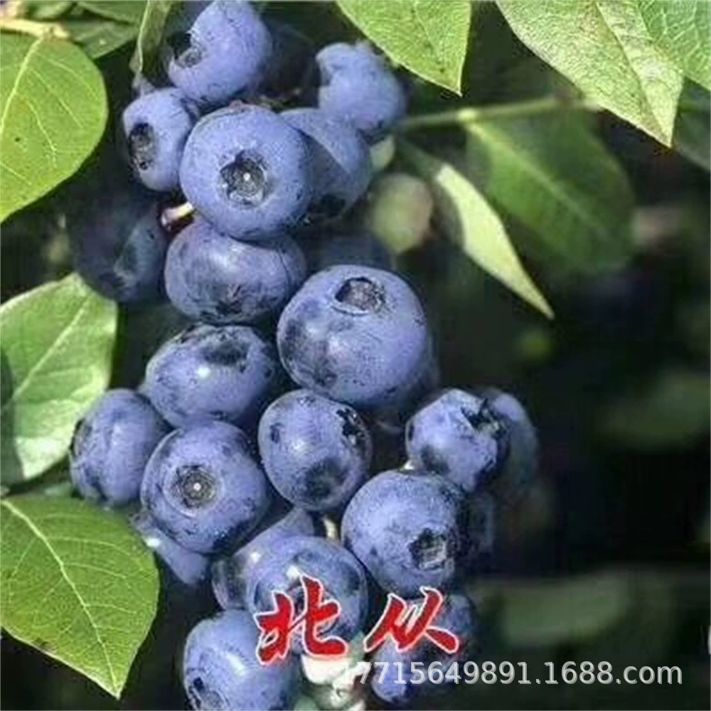 Острые синие саженцы черники четыре сезона в горшках посадки в Южной и Северной Черной жемчужиной саженцы черники