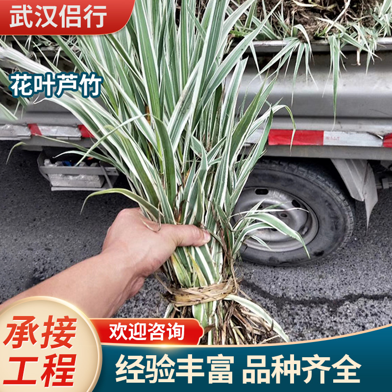 绿化花叶芦竹水生植物金叶芦苇造景池塘绿化承接工程水环境治理