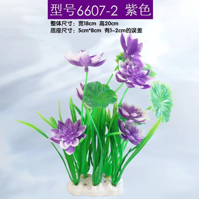 보라색 연꽃 6607-2