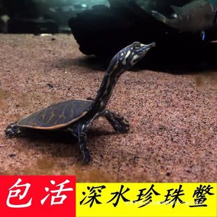 观赏甲鱼珍珠鳖小鳖苗宠物角鳖苗乌龟活体鱼缸混养淡水深水龟-阿里巴巴