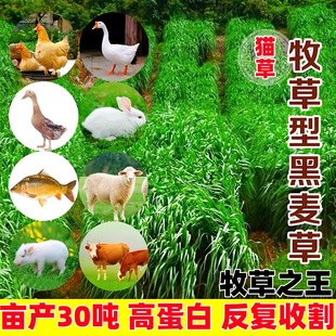 Rye Grass Seeds, Perennial Pasture Seeds, Livestock Breeding Grass Seeds, Chickens, Ducks, Cows, Sheep, Fish, Pigs, Chicory Grass Seeds