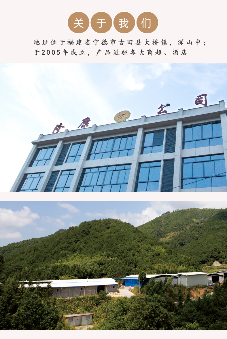 2023不开伞茶树菇2_02