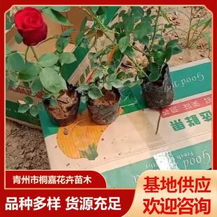 �¼������Nޱ�����ٱ��¼���ͥԺ����ֲ�ﻨ�����ԚW��õ���ļ�