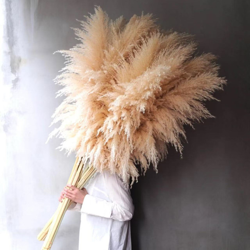 Trendy Natural Dried Reed Flowers Ins Light Luxury Large Spike Artificial Bouquet Korean Fashion European and American Nordic Style