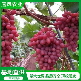 ���ѻ������l �˂����o�Ѽt�������� �t�������ј����ϱ����Nֲ