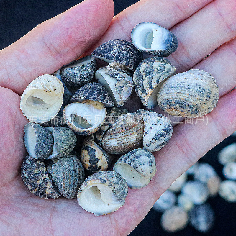 Concha Daquan natural con cera de pescado, materiales decorativos mediterráneos DIY al por mayor