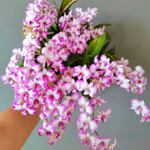 現帶花紅潑墨石斛盆栽秋石斛蘭花苗懶人花卉綠植凈化空氣好養絹花