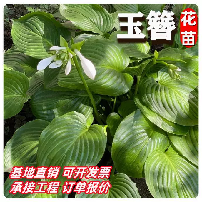 Свежеобнаруженные саженцы эпимедиума устойчивы к холоду и легко выращиваются в качестве лиственных растений для проектов открытого сада во дворе, подходят как для внутреннего, так и для наружного выращивания.