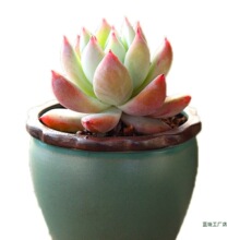 ���⻨���մɶ���ֲ����Տ͹��؟���ɰ���Ä����С���s