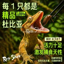 杜比亚蟑螂活虫活体饲料活饵龙鱼守宫鬃狮繁殖组营养超蟋蟀樱桃