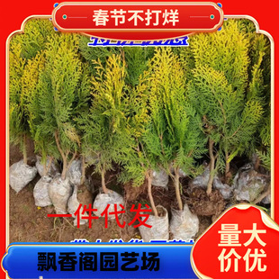 һ�����l����ؘ��� ������� ����� �е�ͥԺ�G�h��ľ���̾G��