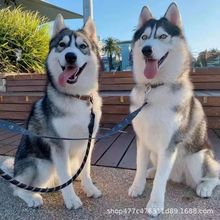 纯种哈士奇活体幼崽雪橇三傻哈士奇幼犬蓝眼睛灰色黑色哈士奇活物