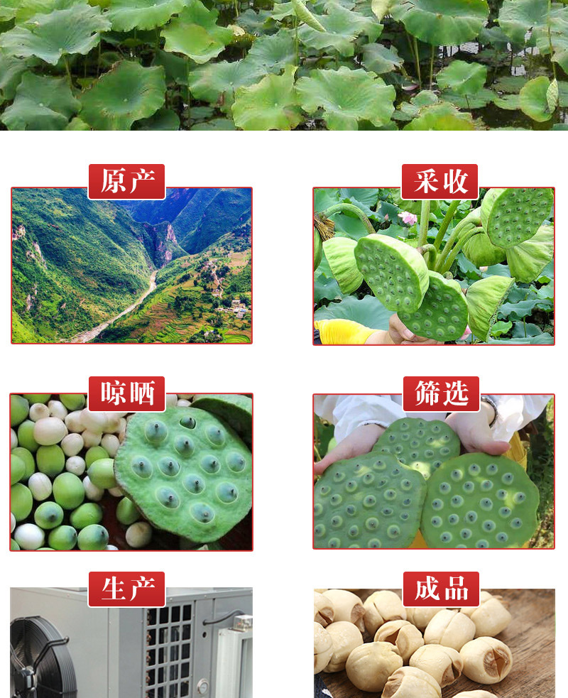 Lotus Seed (Nelumbo nucifera) — Sulfur-Free White Lotus Seeds, Core-Removed, 500g Dried Food Herb specifications
