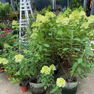 �A�F����ʯ�ҟ���ݲ�ݮľ�̨ͥԺ�ͺ��͟��������Ի��@ֲ��