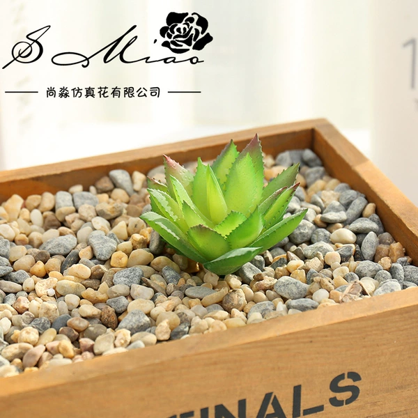 The new pyramid 斑 aloe vera (excluding pots)