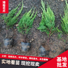 常绿灌木小龙柏 龙柏工程绿化苗小区庭院公园观赏绿化种植