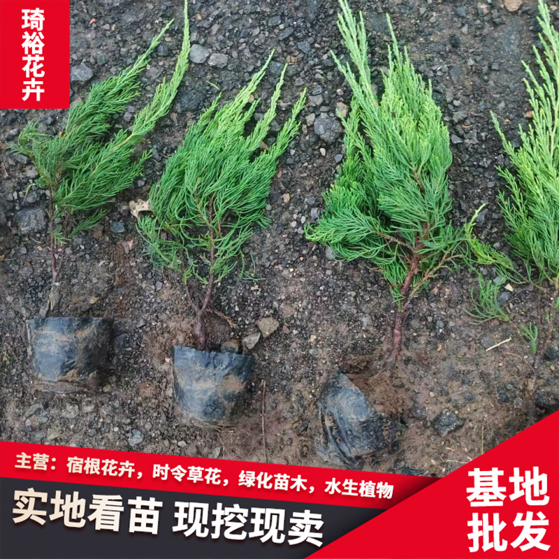 常绿灌木小龙柏 龙柏工程绿化苗小区庭院公园观赏绿化种植