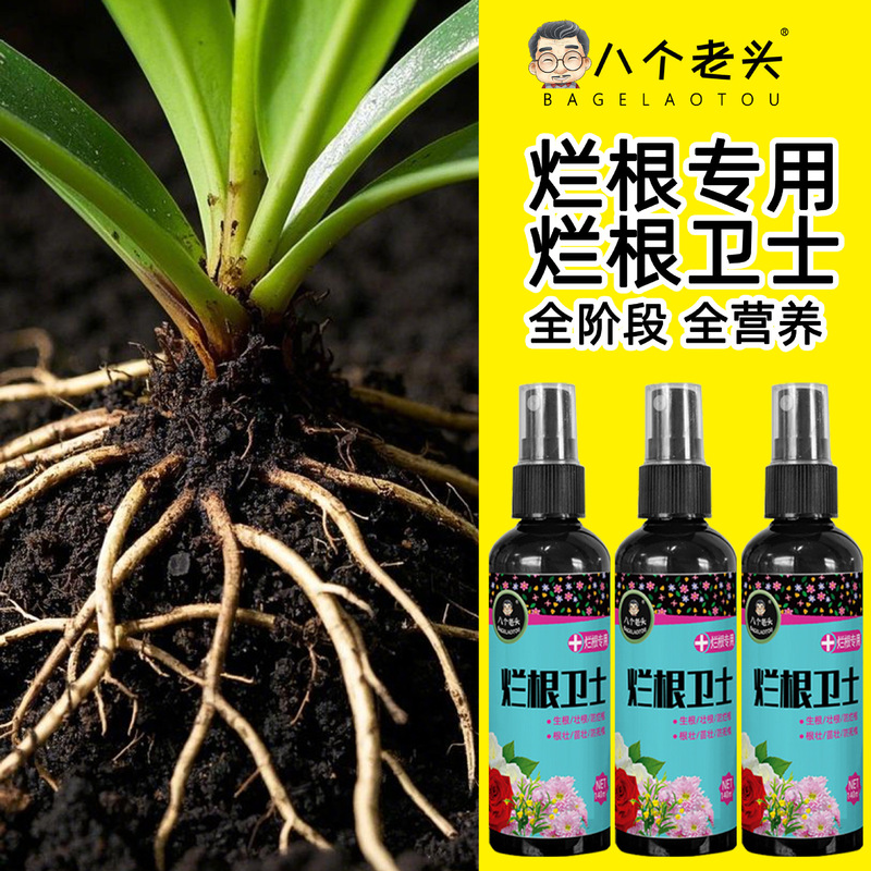 腐った根の衛士の通用型の多肉の緑の花の鉢植えは腐った根の死んだ根の腐菌剤を予防します。|undefined