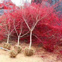 日本红枫树苗三季红中国红庭院紅舞姬绿化植物苗木绿化苗木风景树