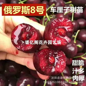 嫁接樱桃树苗盆地栽南北方种植车厘子当年结果美早大樱桃果树苗