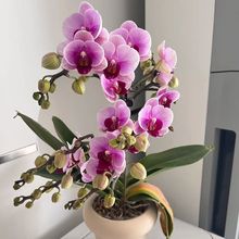 高端蝴蝶兰四季好养带花带花苞客厅即收即赏双剑净化空气原厂直销