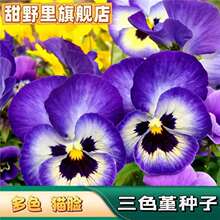 三色堇花种子皱边角堇多色猫脸耐寒耐热四季可种庭院阳台盆栽花卉