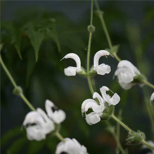 �y����β�� �y�~ë�ﻨ ���R��ǰ���y�~�^�~ֲ�� ����߯��˹����