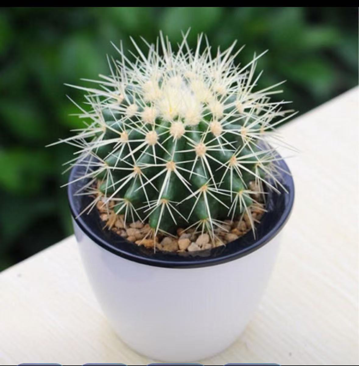 특가 골든타이거(T2흡수대)에는 비료가 포함되어 있습니다.