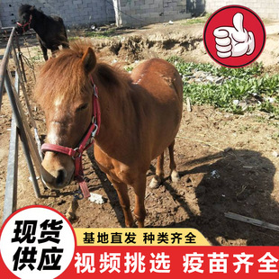 ɽ�|�Bֳ�����۰��R���w ��ͯ�T�˴򿨰��_�R ���N�����R�r��