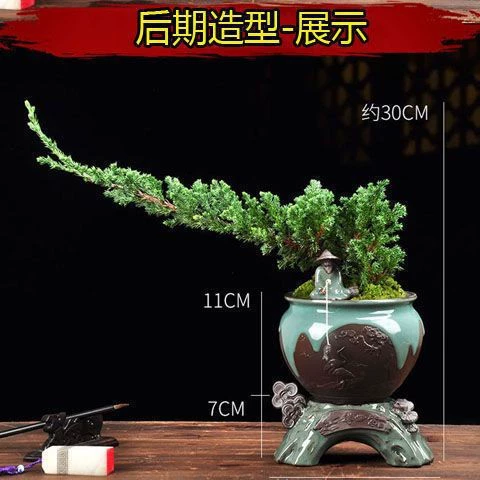 Зеленые растения термостойкие и холодостойкие