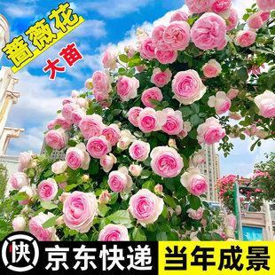 �Nޱ���������ļ�����ͥԺ�ٱ��¼����������ֲ������õ�廨��