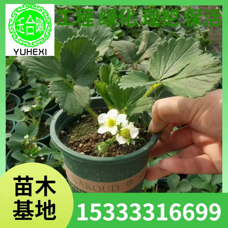 Саженцы клубники в горшках оптом с горшками, легко живут в любое время года, кремовые клубники, внутренний балкон, двор, саженцы фруктов, посаженные на севере и юге.