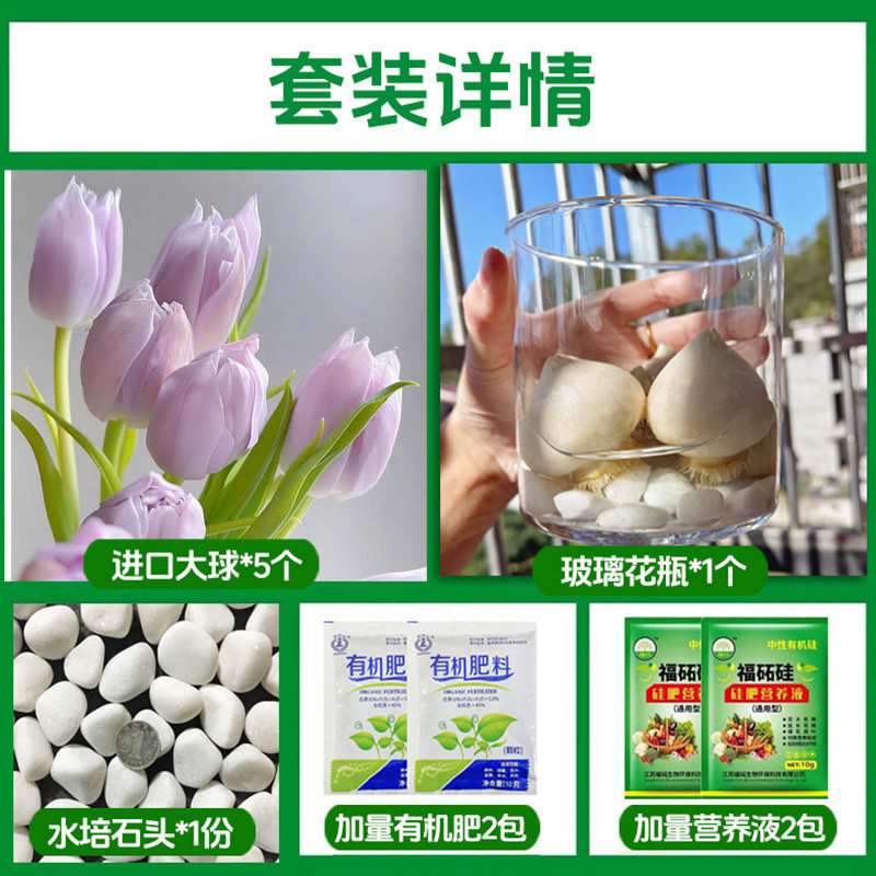 Round bottle hydroponic kit: a2 bathing tulip 5 large bulbs + 2 nutrient solutions + 2 fertilizers + glass bottle + stones