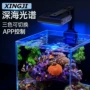 小丑鱼软体海水珊瑚灯海水鱼