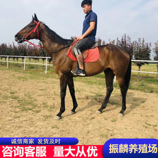 �R���R���w��Ѫ�RƯ������ό��ļ�Ѫ�R�T���R��Ѫ�R�߶��R�ɹ��R