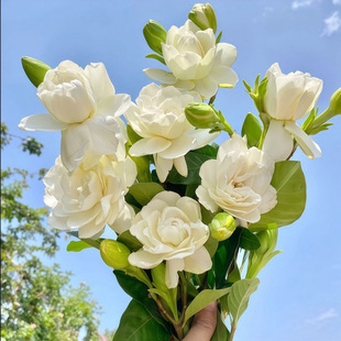 �Ĵ��d�ӻ������r���ذ���ӷ��������Ĝp�������r��ˮ�B�����_��