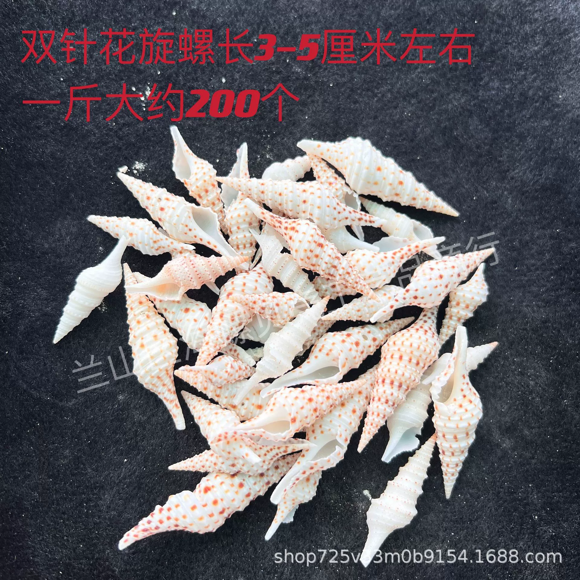 Shell Natural Shell Conch Stars Drifting Bottle Shell Crafts Wholesale Diy Handmade Shell Materials