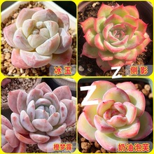 多肉植物新手大颗可爱多肉盆超萌室内防辐射绿植花卉易养活组合