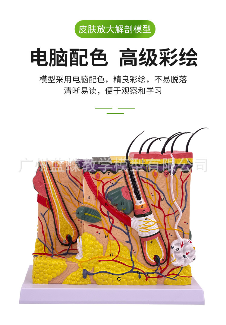 皮肤放大_04
