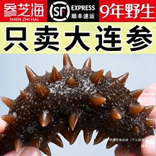 9A级即食野生海参大连辽参高龄刺参9年海参海鲜礼盒群木包装全年