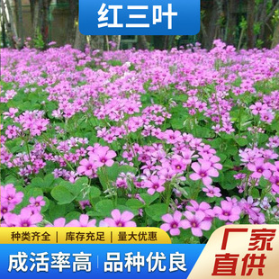 ���~�ݷN���ļ��t�����~�ݷN���ͺ��ͺ����@�G���o�·N�Ѷ�����