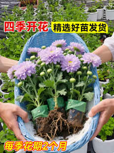 ��ϡ��Ʒ�N��ջ������Դ�����´����ջ��绨��ֲ�����Խ����_
