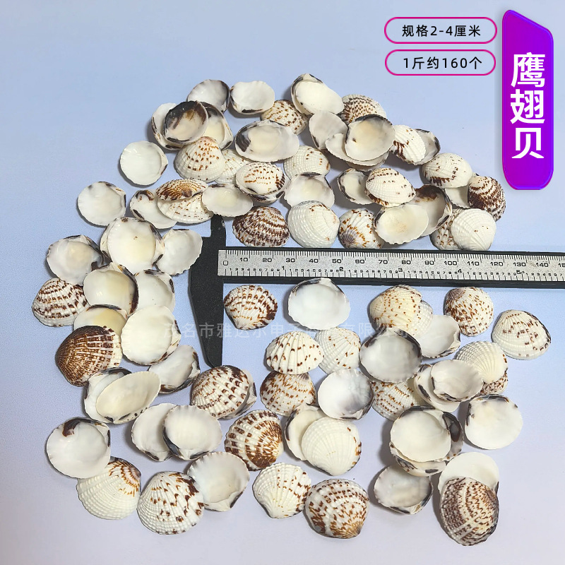 天然法螺貝 卸売供給源 魚水槽造園 工芸品 消耗品 1-10cm シェル|undefined