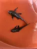Black Scavenger 6-7cm (2 pieces)