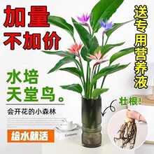 �����B�Gֲˮ�������՚��ļ������҃ȾGֲ����������������F��ާ