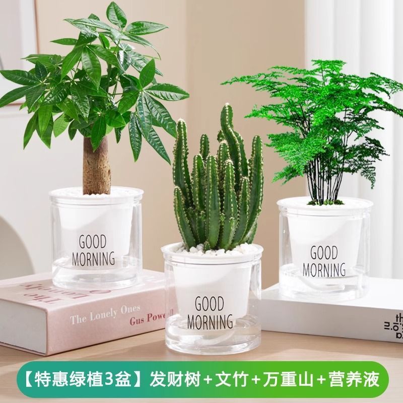 [사무실 3화분] 돈나무/아스파라거스/완중산