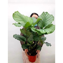 ���O���������Դ��~�҃����汱�W�L�Gֲ�k���҃����^�~�W�tֲ��