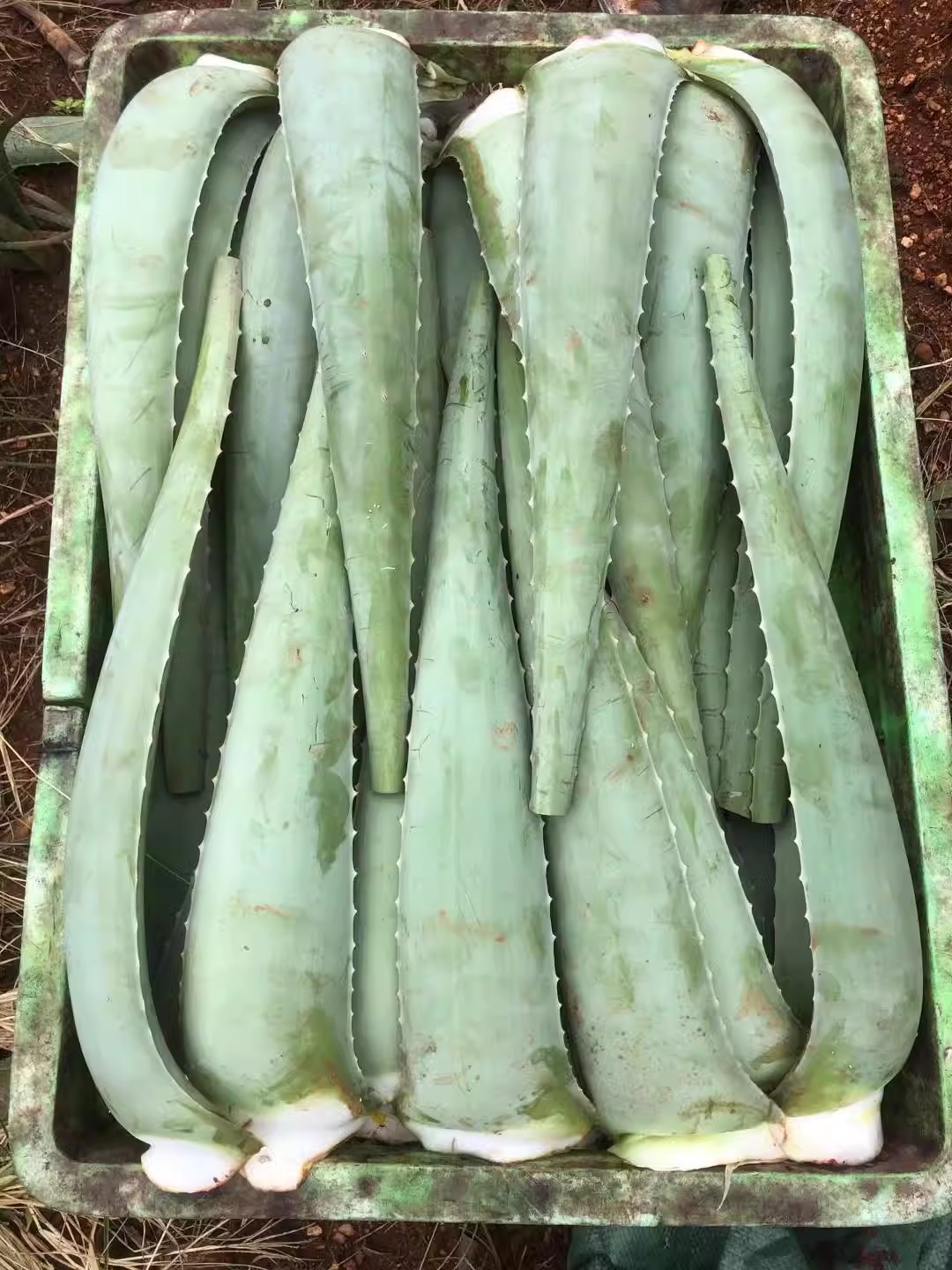 라오좡 미용칼날【5kg】1박스, 미용실 전용