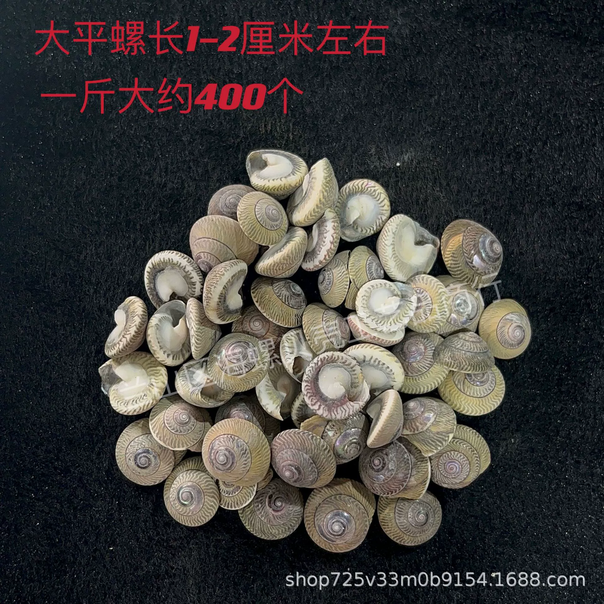Shell Natural Shell Conch Stars Drifting Bottle Shell Crafts Wholesale Diy Handmade Shell Materials